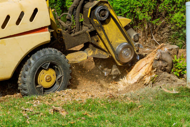 Best Professional Tree Care  in Hartford, MI